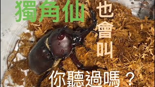 獨角仙會叫嗎？獨角仙怎麼叫？你聽過獨角仙的叫聲嗎？快來聽聽獨角仙的叫聲吧！