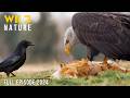 WILD REDWOOD | The Sky King Reigns Over the Ancient Forest | Animal documentary