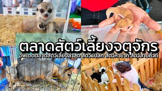 4K เดินเล่นจตุจักร​สัตว์​เลี้ยง​ อัพเดทสัตว์์ใหม่ๆในปี 2025 Weekend Chatuchak PET Market Update 2025