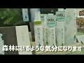 秋田市薬局 秋田杉 除菌スプレー 杉の雫 抗ウィルス サトウキビ由来のエタノール 心地よい香りと清涼感 杉の葉を有効利用 sdgs