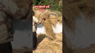 Village vlog बगर खेतमा दाईँ DAHI at Gorkha Siranchok 7 LAB TV shorts