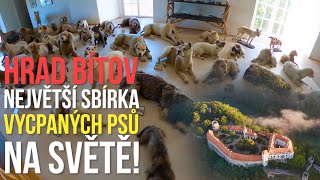 VÝLET NA HRAD BÍTOV - 50 VYCPANÝCH PSŮ!