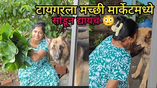 टायगरला मच्छी मार्केट मध्ये सोडणार 🤪/अळूची पाने 🌿वाटली.... daily vlog life video