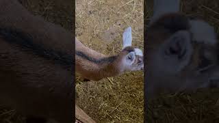 もちゃもちゃする双子ヤギちゃん【六甲山牧場】Cute Goat #shorts