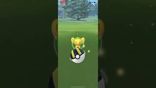 【ポケGO】ポケモンGO コリンク色違い 金のコリンク！ 20211121 コミュニティデー【色違い】