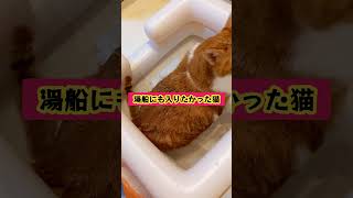 【猫とお風呂】湯船にも入ってみたかった猫　 #おじいちゃん猫 #ぽっちゃり猫 #過保護猫 #フワフワのモフモフ