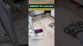 原来暹罗猫真的会看孩子 #cat#萌宠