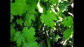 Cure for Type 2 Diabetes: Bitter Melon (Momordica charantia) growing in Ottawa City, Ontario, Canada