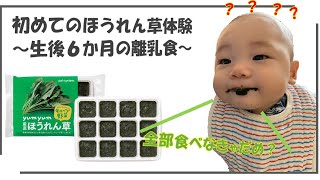 【離乳食】はじめてほうれん草を食べてみた【生後6ヶ月】