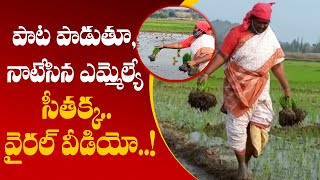 పాట పాడుతూ, నాటేసిన ఎమ్మెల్యే సీతక్క..వైరల్ వీడియో..! | GreatTelangana TV