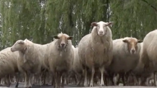 20 mei 2016: 250 schapen dwars door centrum Zaandam