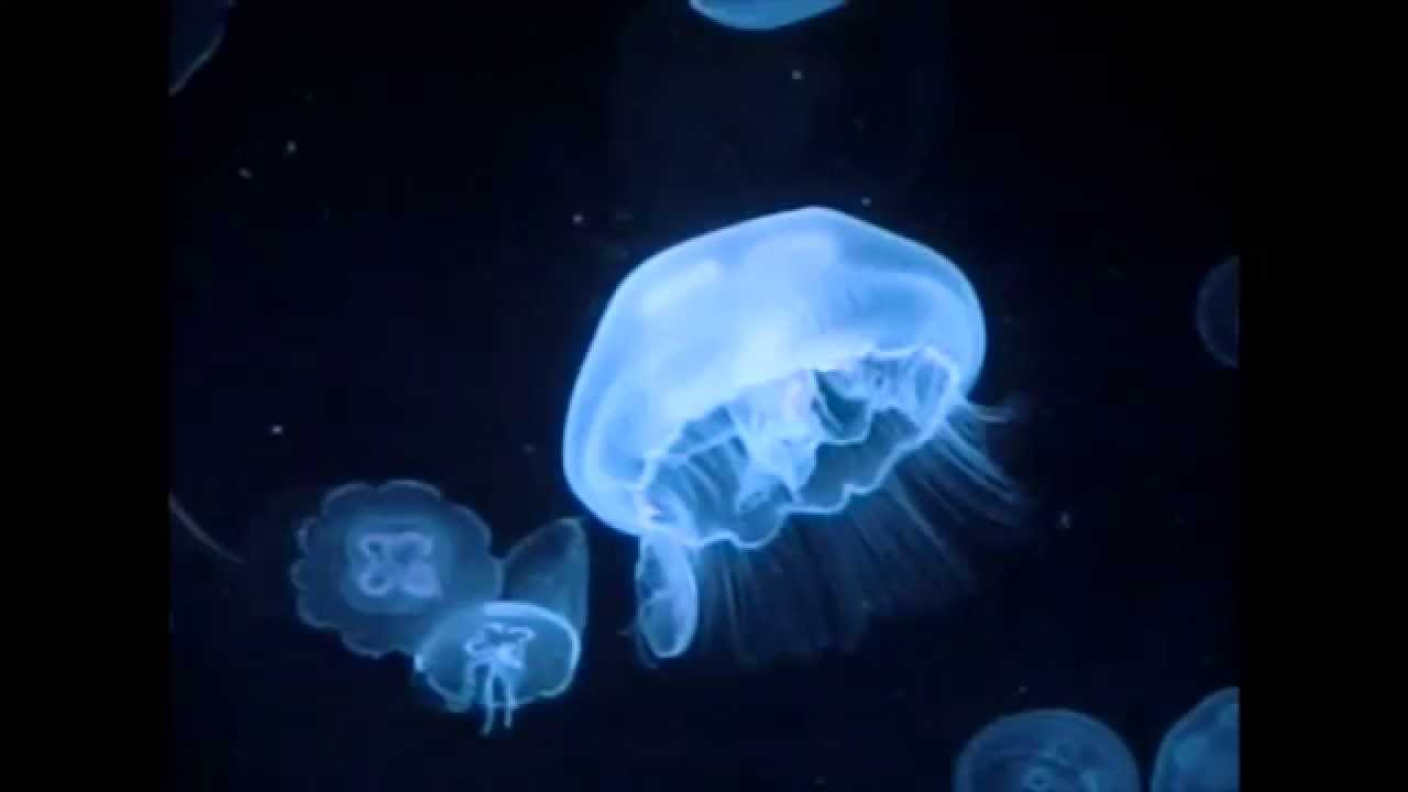 Jellyfish Swimming Slow Motion Animation Reference Youtube