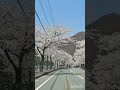 桜 馬見ヶ崎桜ライン🌸　山形　 shorts