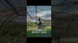 風神翼龍 Quetzalcoatlus ケツァルコアトルス 퀘찰코아틀루스