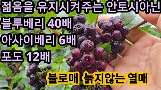 젊음을 유지시켜주는 안토시아닌 성분 블루베리40배  아사이베리 6배 포도 12배 항노화 항암  눈건강최고 아로니아 효능