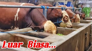 HIJAUAN SEDIKIT‼️SAPINYA BISA GEMUK_GEMUK‼️Juragan Lembu farm.