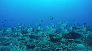 トカラ列島中之島 11.3.2018