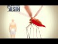 la malaria causas síntomas y tratamiento