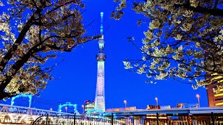 【満開、隅田公園】スカイツリーと夜桜さんぽ #4k #Sonyα7C