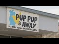 Owner shaken up after northwest side dog daycare and boarding business is shot up overnight