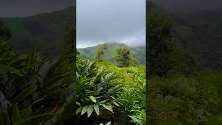 cardamom plantation 🍃#kerala #idukki #india #reels #trending #nature #spices #mumbai #nature