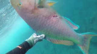 Hawaii Spearfishing / Raw Reef Adventures 1.0