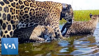 Jaguars Set Free in Argentina Wetlands