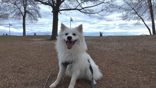 Japanese Spitz on a beach off leash : Did he come back??!