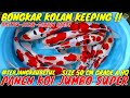 WOW ❗❗ BONGKAR KOLAM KEEPING ISINYA KOI JUMBO GRADE A HQ MANTAP BETUL || DUTA KOI BLITAR