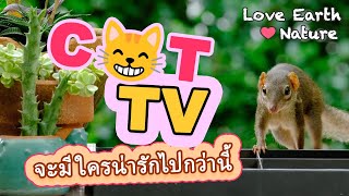 CAT TV วิดีโอสำหรับแมว EP.13 - มาแอบดูกระแตกัน น่ารักสุดๆ