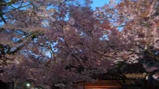 高遠城址公園の夜桜