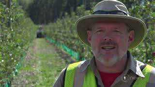 World-first apple-picking robot boots up in Hawke’s Bay