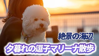 【湘南】夕暮れの逗子をお散歩してきたよ