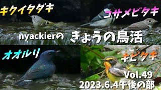 nyackierの今日の鳥活 Vol.49　2023年6月4日午後の部 ～ キビタキ ・ オオルリ ・ キクイタダキ 等　富士山麓の水場　日没まで水場は大盛況 ～