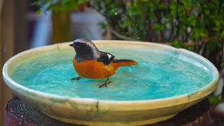 ジョウビタキの水浴び  （4K）