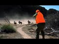 Hunting Partridges and Hares Season 2024/2025 PART 6 -KHEMISSET -TIZITIN