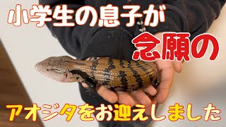 お小遣いを貯め続け念願のアオジタトカゲのお迎え動画！(^^)/