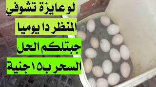 لو فراخك قاطعة بيض🤔 جبتلكم السحر 💪🤜اللى هيرجعها تبيض 👏👏 كل يوم وب15جنية بس 👍♥️