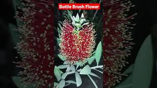 ছোট ৮ ইঞ্চি পটে বোতলব্রাশ (ক্যালিস্টেমন) । Bottlebrush plants (Callistemon)