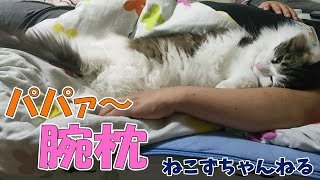 パパの腕枕が１番なんです♪　メインクーン「まる」　ねこずちゃんねる606 #猫 #ねこ #巨猫