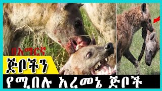 🛑ከዚህ ቪዲዮ ቡሀላ ጅብ አለመጥላት ከባድ ነው!!| በአማርኛ | ዋርካ ፍጥረት |