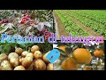 POTENSI PERTANIAN DI GAYO || INDONESIA