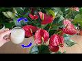 Don't throw them away. Like magic Anthurium blooms endlessly | Natural Fertilizer