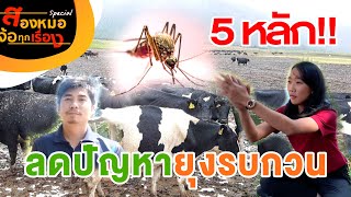 5 หลักการในการลดปัญหายุงรบกวนในฟาร์มวัว #สองหมอ จ้อทุกเรื่อง | Ruminant |