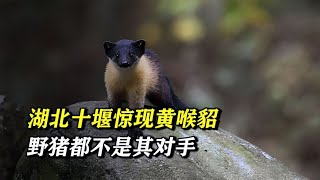 A rare species has appeared in Shiyan, Hubei Province. How powerful is the yellow-throated marten