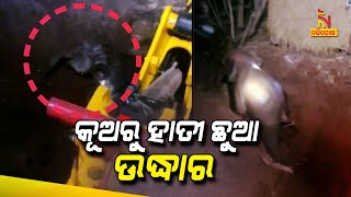 Baby Elephant Rescued After 5 Hours From Well In Chandikhol Of Jajpur | NandighoshaTV