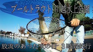 プールトラウト3h釣行〖川越水上公園〗