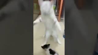 謎のダンスで新しくやって来た子猫を威嚇する猫さん #Shorts