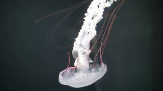 jellyfish ( They are also heartless, brainless, and do not die)