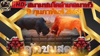 🔴 วัวดัง #ถ่ายทอดสดวัวชนวันนี้ | สนามชนโคอำเภอนาทวี | 09 ก.พ. 68 #วัวชน #วัวชนวันนี้ #ถ่ายทอดสดวัวชน